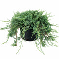 Bar Harbor Juniper