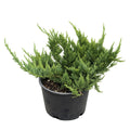 New Blue Tam Juniper