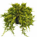 Broadmoor Juniper
