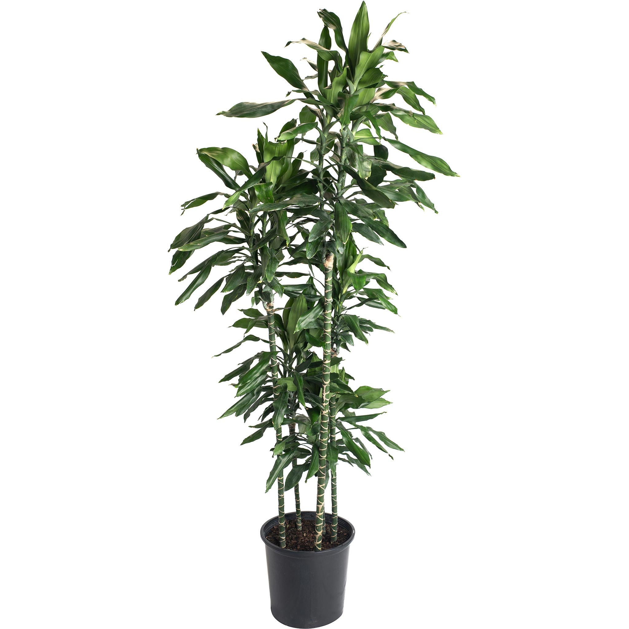 Janet Craig Dracaena