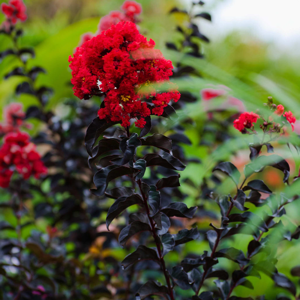 Lilas des Indes Thunderstruck™ Rumblin Red™