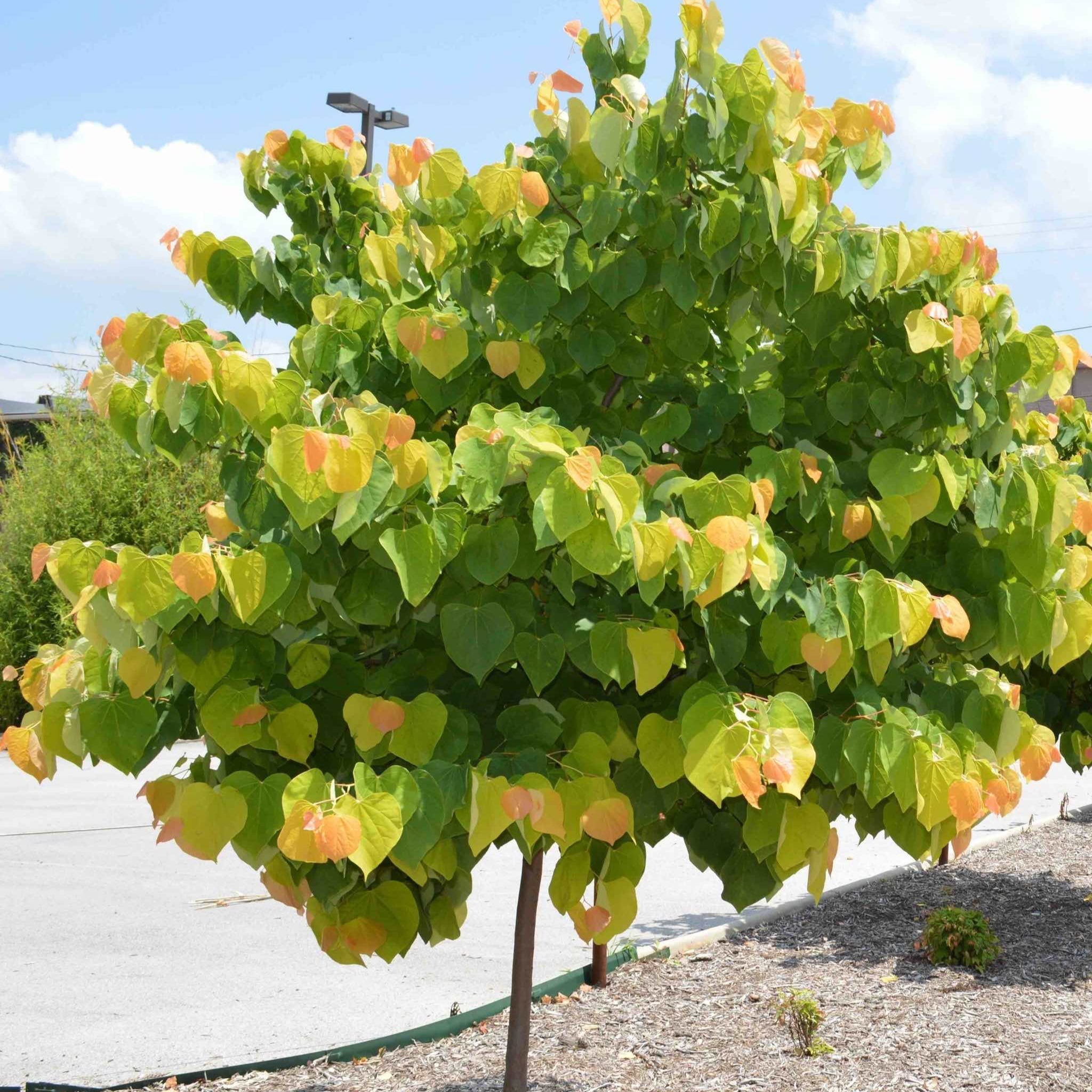 The Rising Sun® Redbud