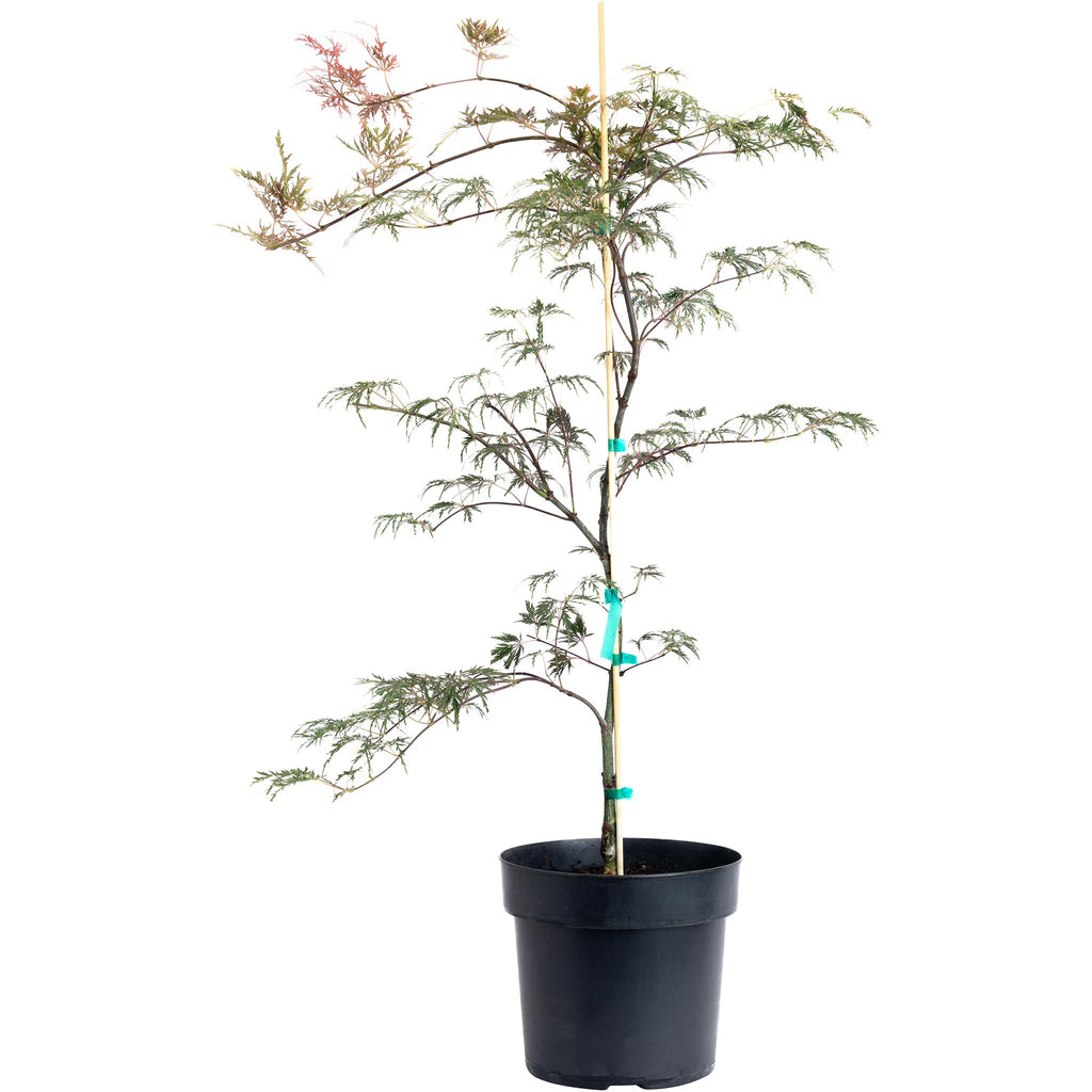 Inaba Shidare Japanese Maple