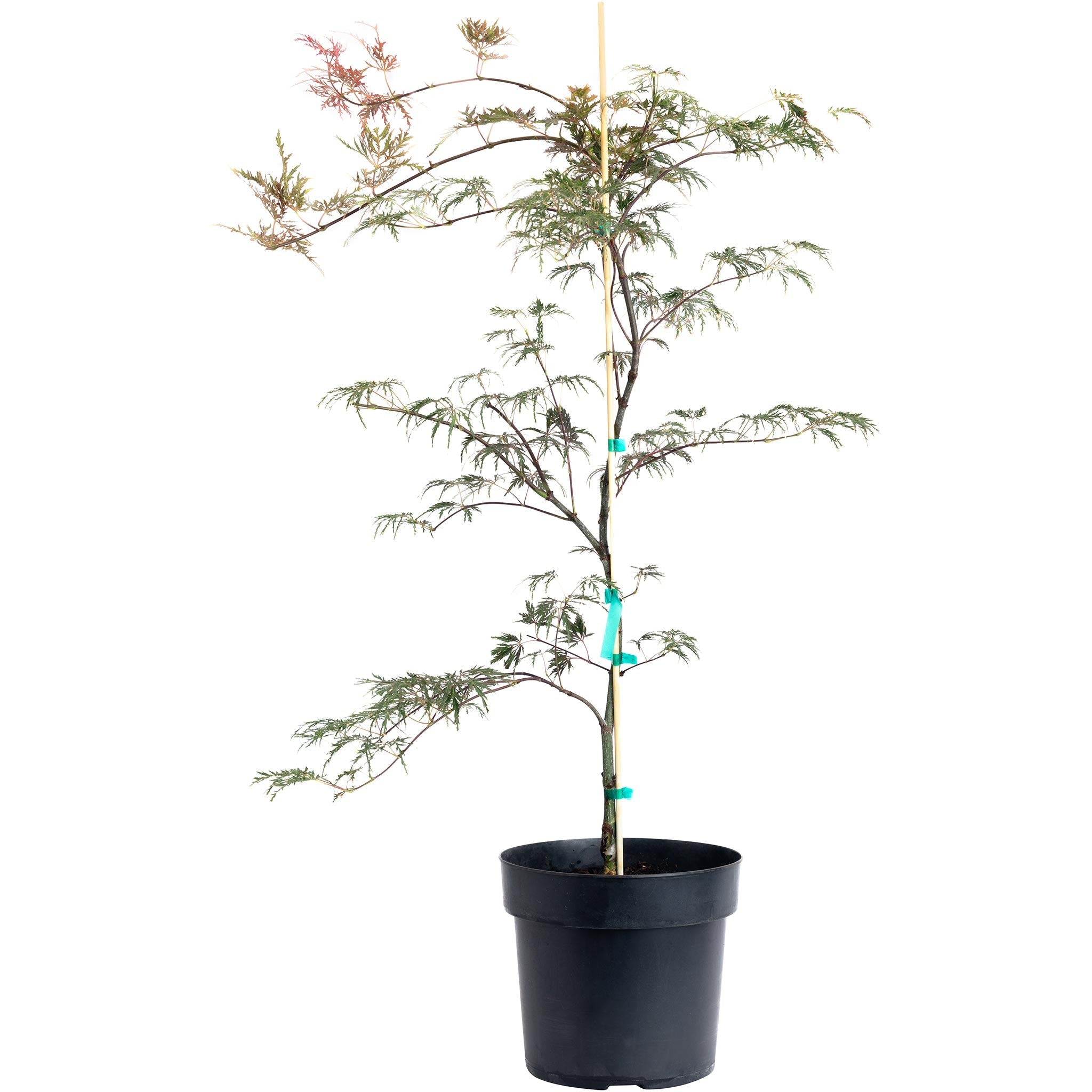 Inaba Shidare Japanese Maple