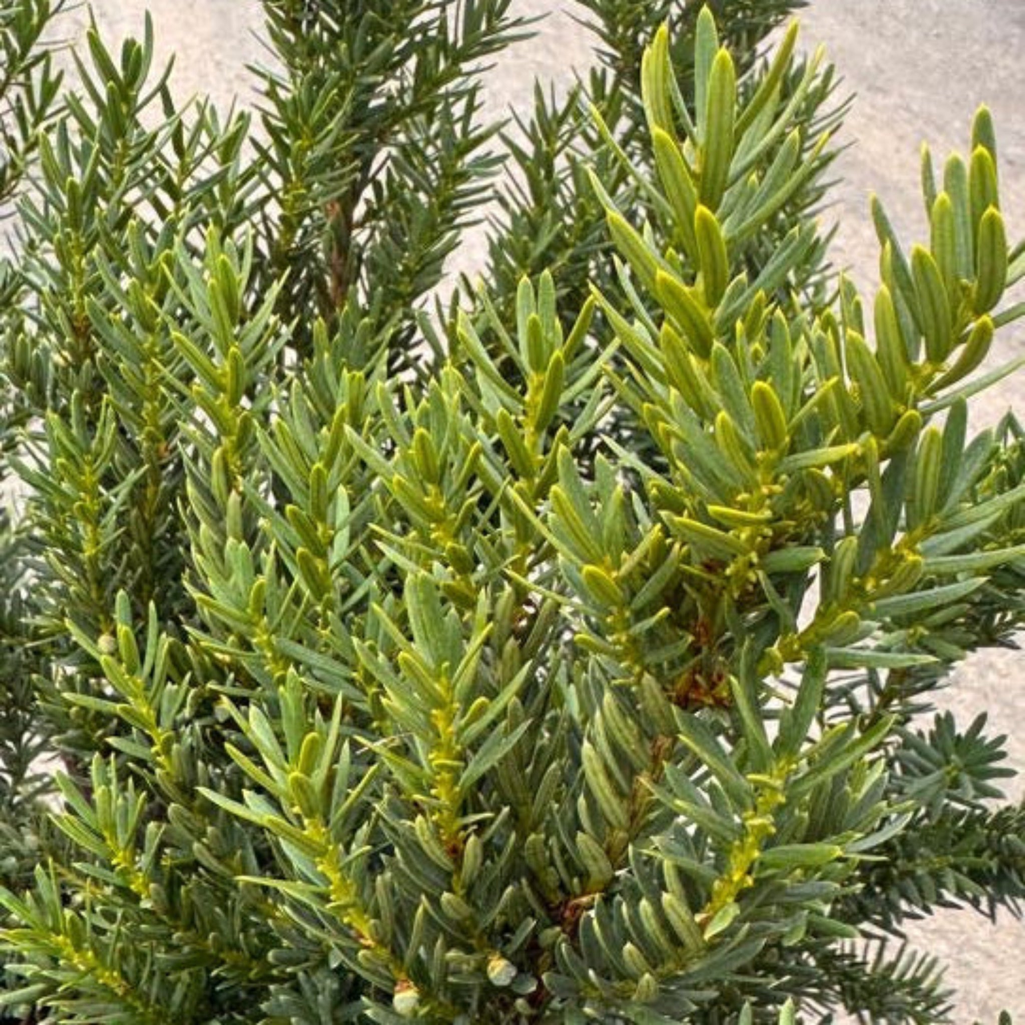 Dark Green Spreader Yew