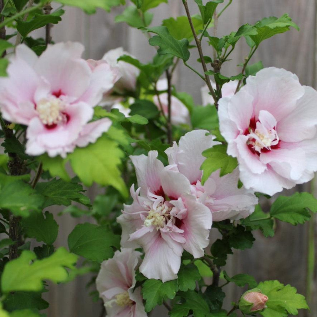 Hibiscus syriacus rose double rose