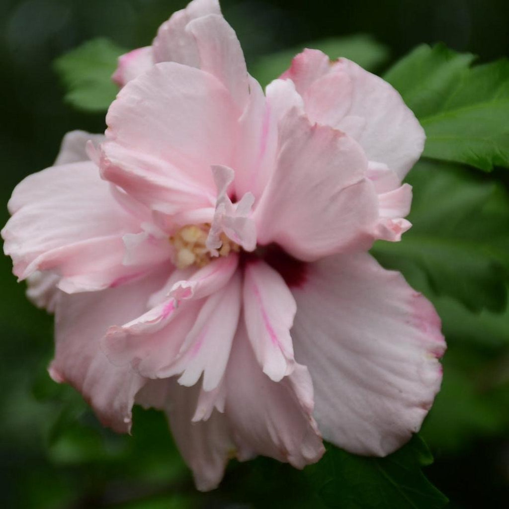 Hibiscus syriacus rose double rose