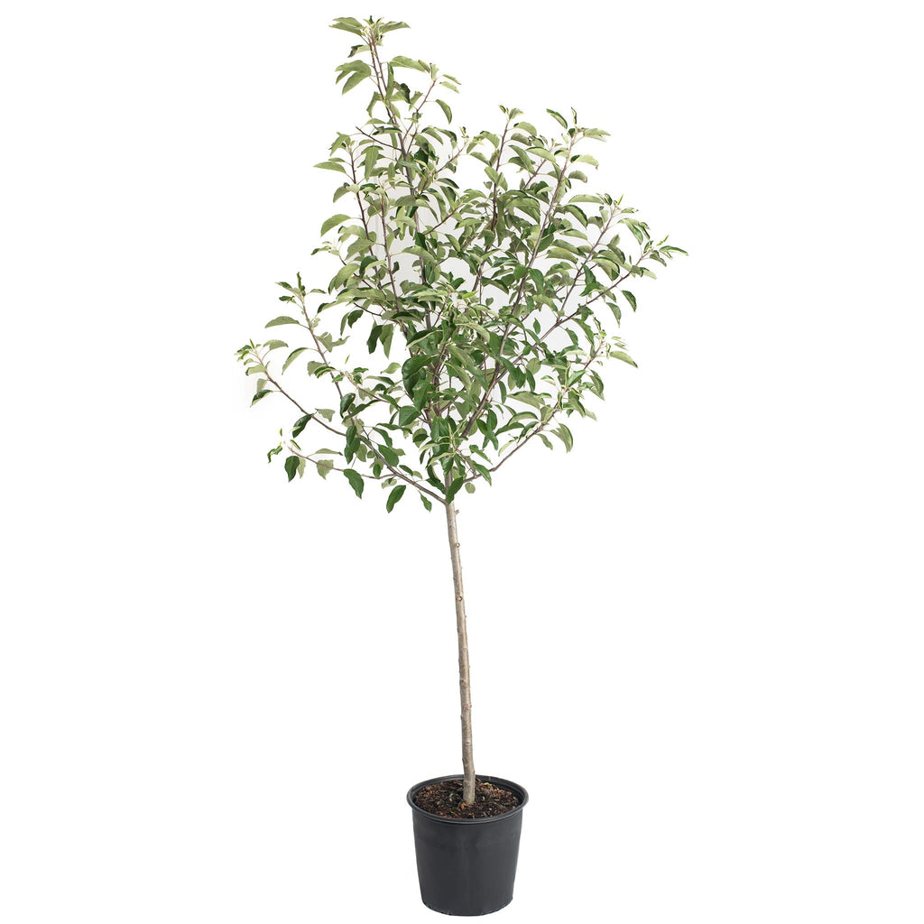 Gala Apple Tree
