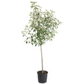 Gala Apple Tree