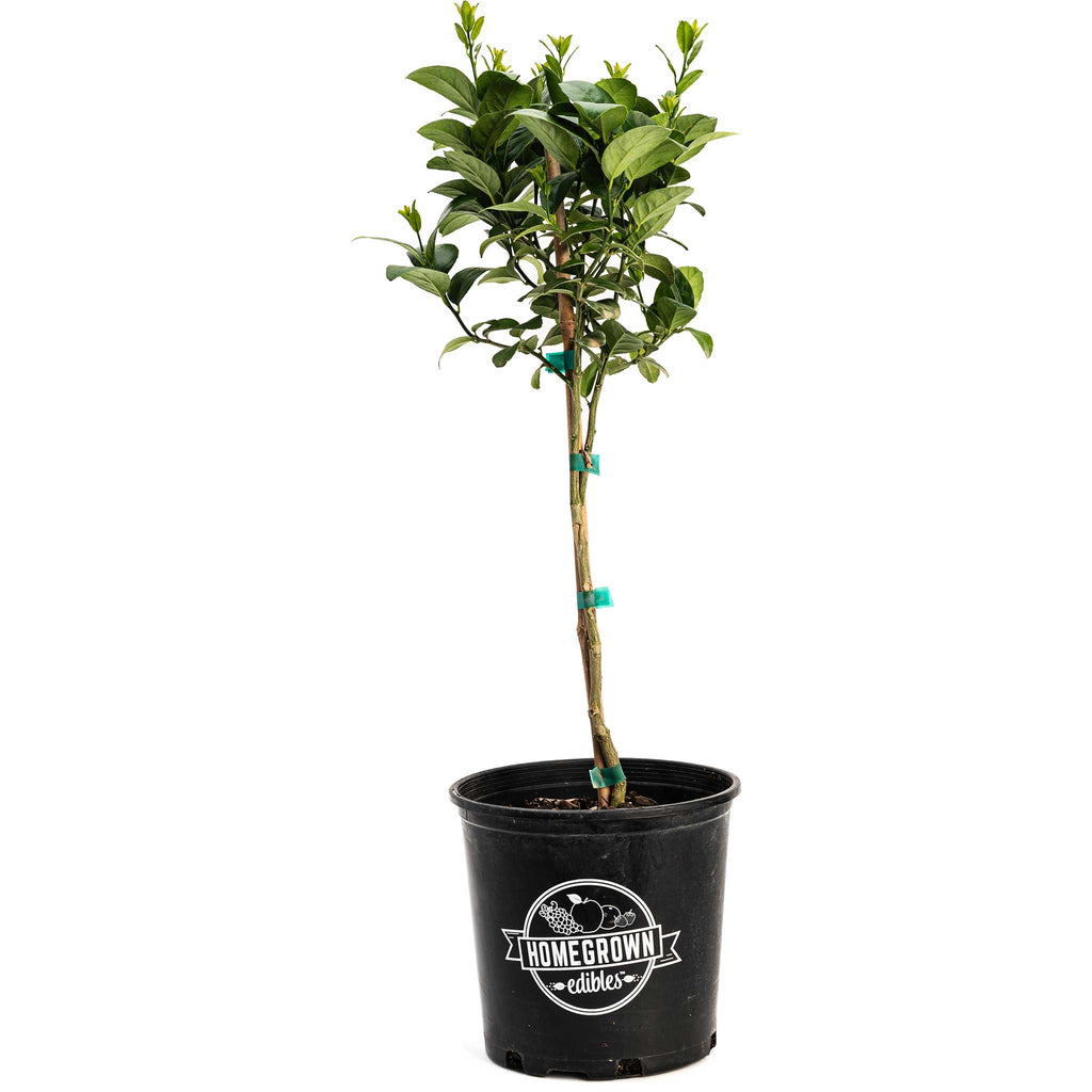 Key Lime Tree