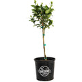 Key Lime Tree (CA)
