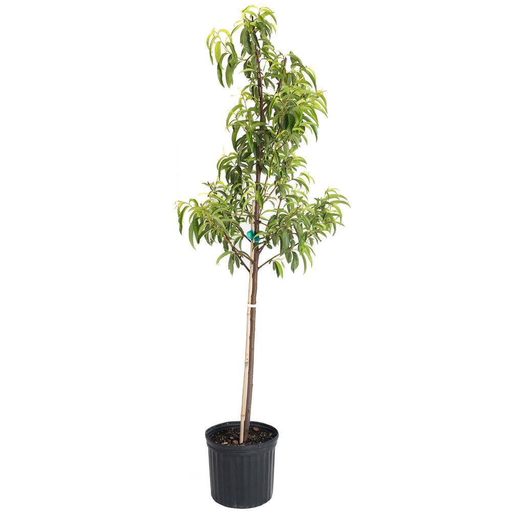 Hardired Nectarine Tree