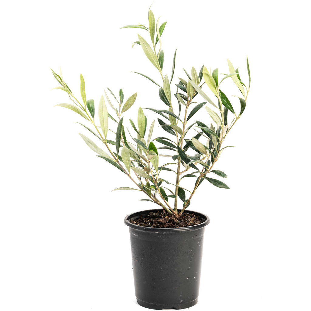 Arbequina Olive Tree