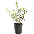 Arbequina Olive Tree