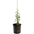 Vanilla Bean Orchid
