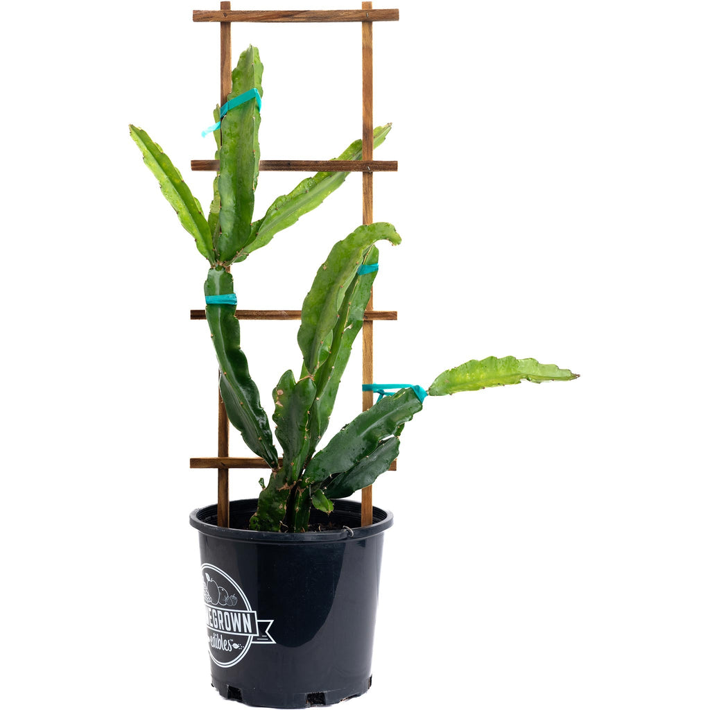 Edgar's Baby Dragon Fruit