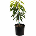 Glenn Mango Tree