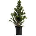 Dwarf Alberta Spruce