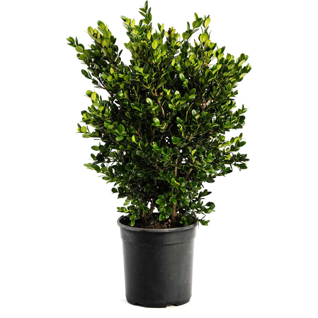 Buis 'Wintergreen'