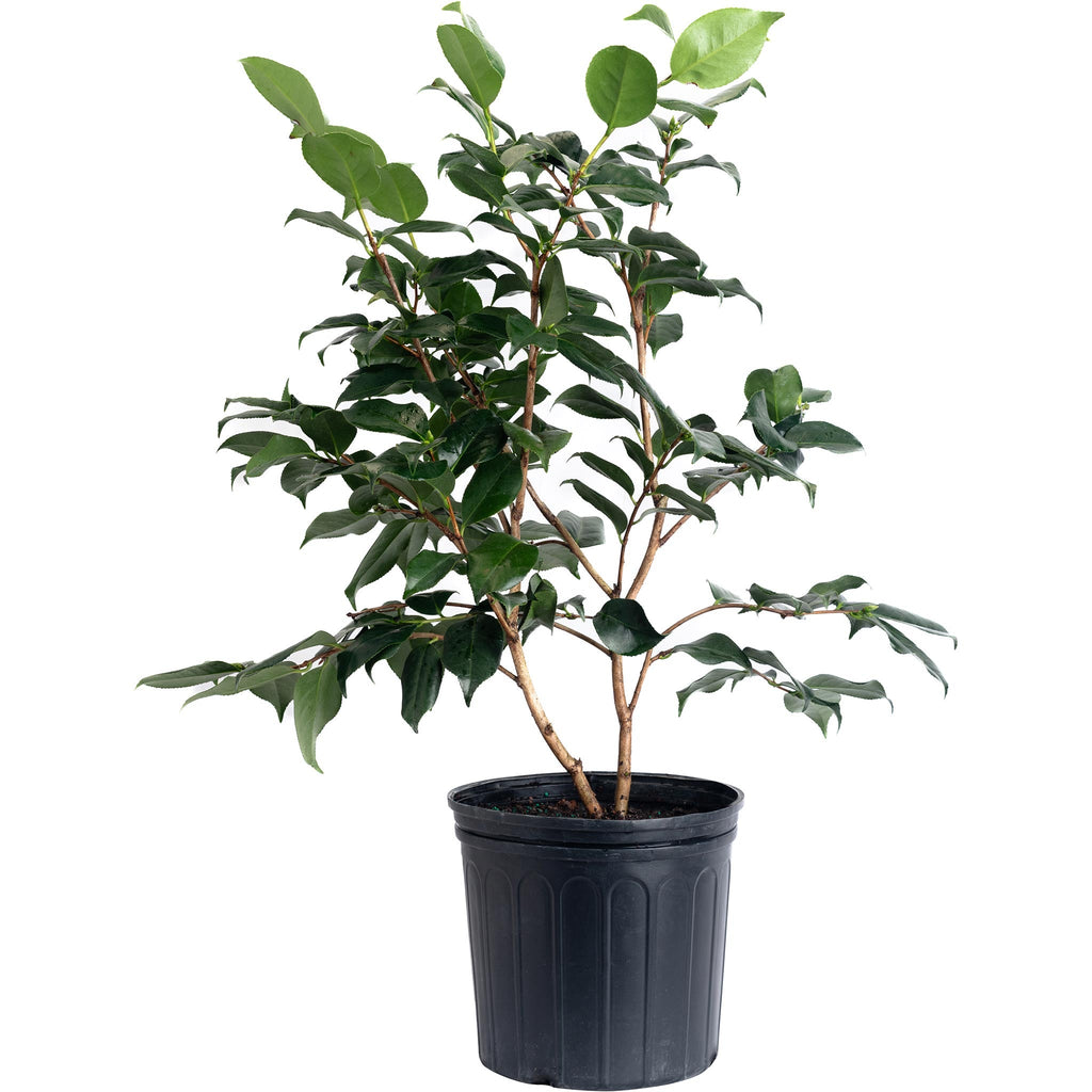 R.L. Wheeler Camellia