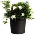 Radicans Gardenia