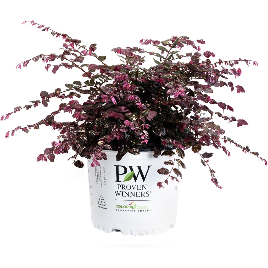 Jazz Hands Variegated® Loropetalum