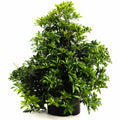 Enchanted Forest® River Run™ Pieris