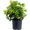 Enchanted Forest® Gay Goblin™ Pieris