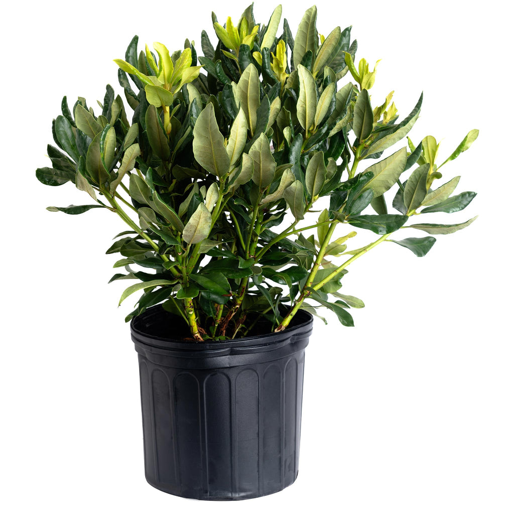 Nova Zembla Rhododendron