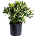 Nova Zembla Rhododendron