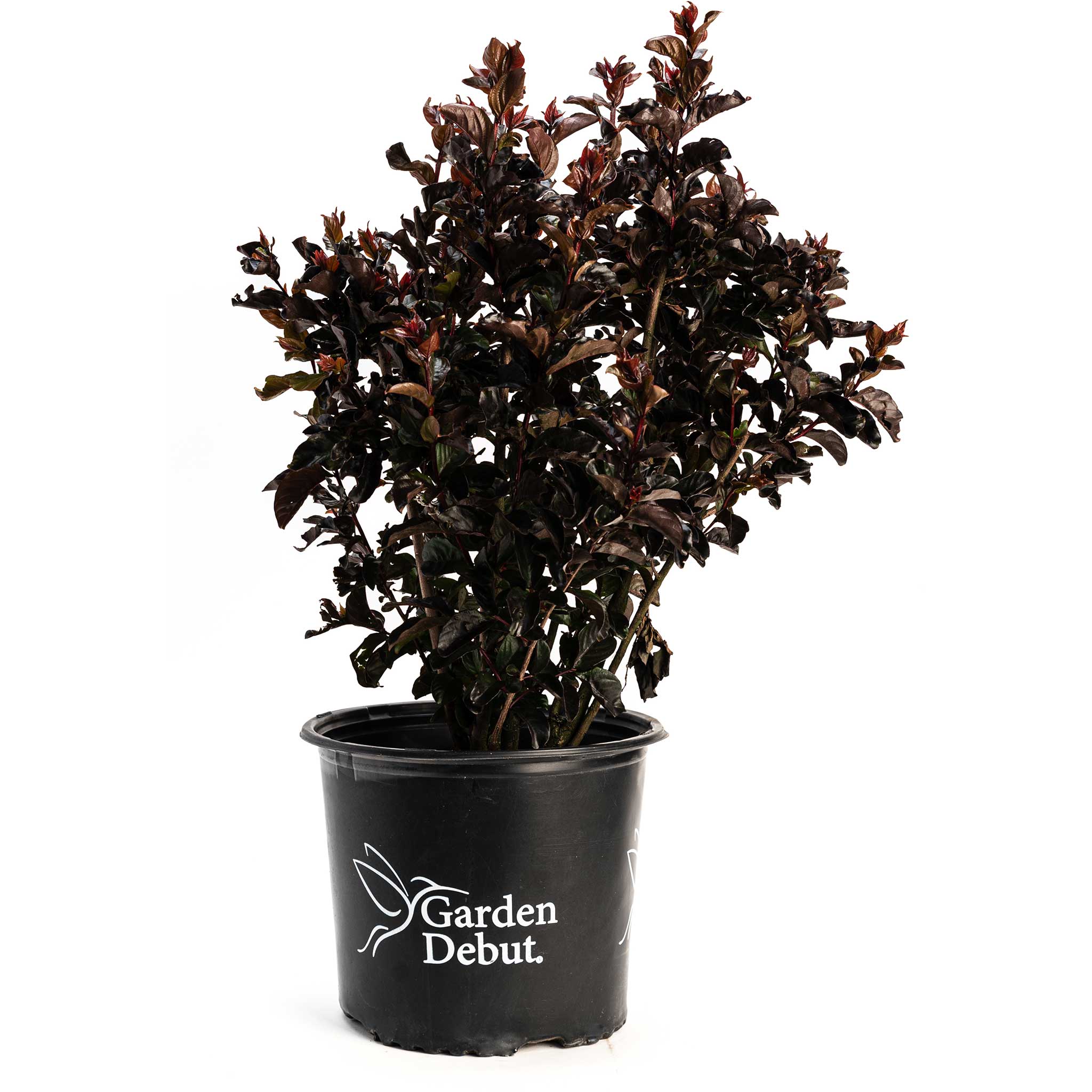 Lilas des Indes Thunderstruck™ Rumblin Red™