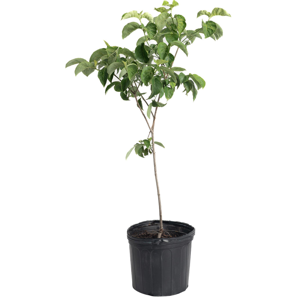 Cherokee Princess® Dogwood Tree