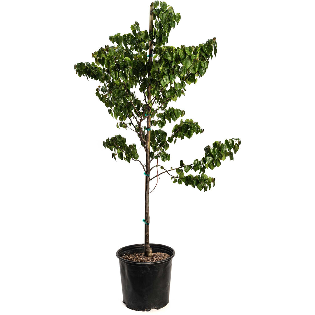 Garden Gems® Redbud 'Emerald'
