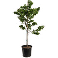 Garden Gems® Redbud 'Emerald'