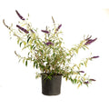 Buddleia 'Black Knight'