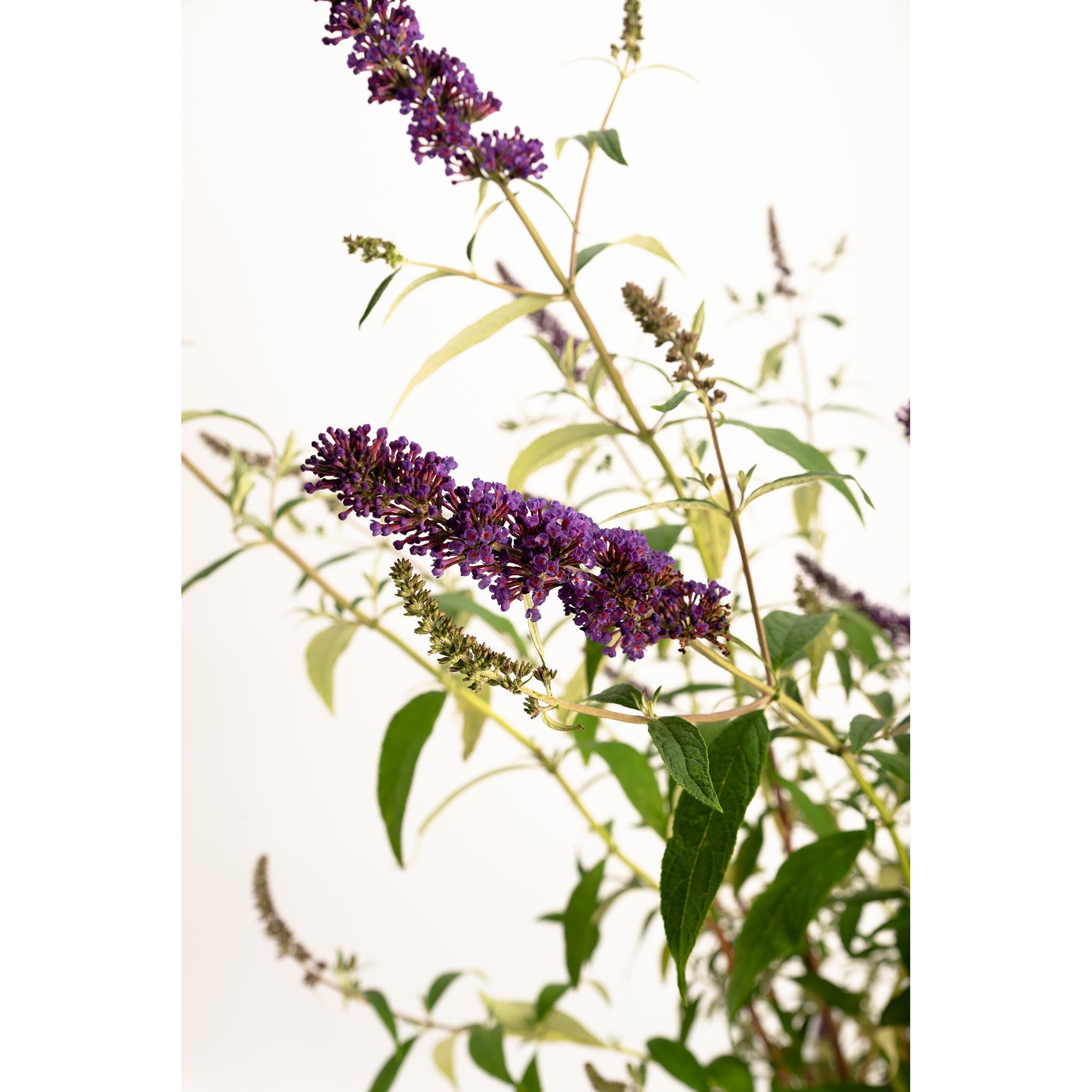 Buddleia 'Black Knight'