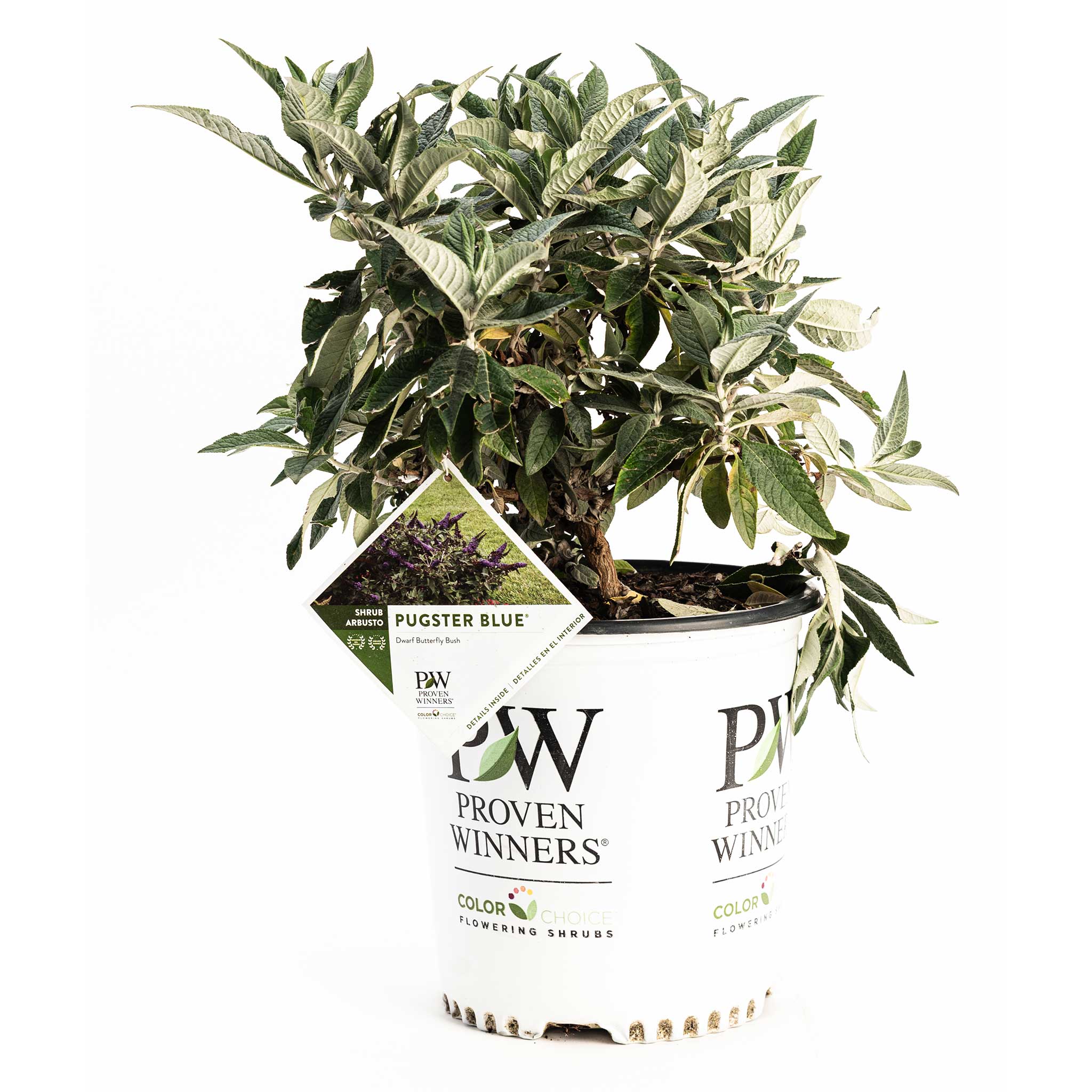Buddleia 'Pugster Blue®'