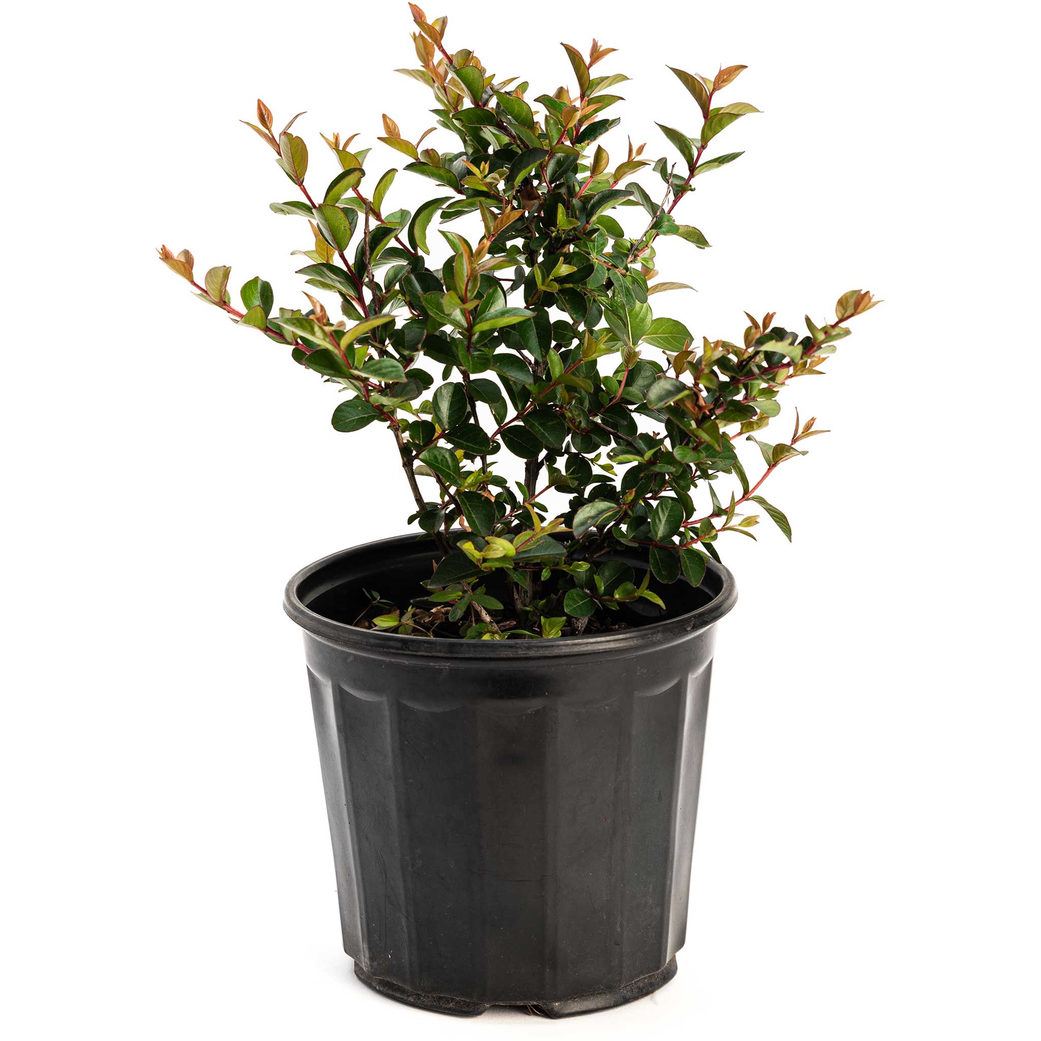 Bellini® Grape Crape Myrtle