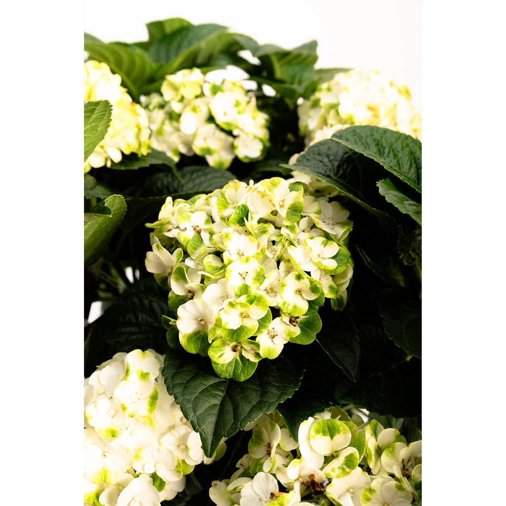 グリンアンドトニック™ 再開花アジサイ