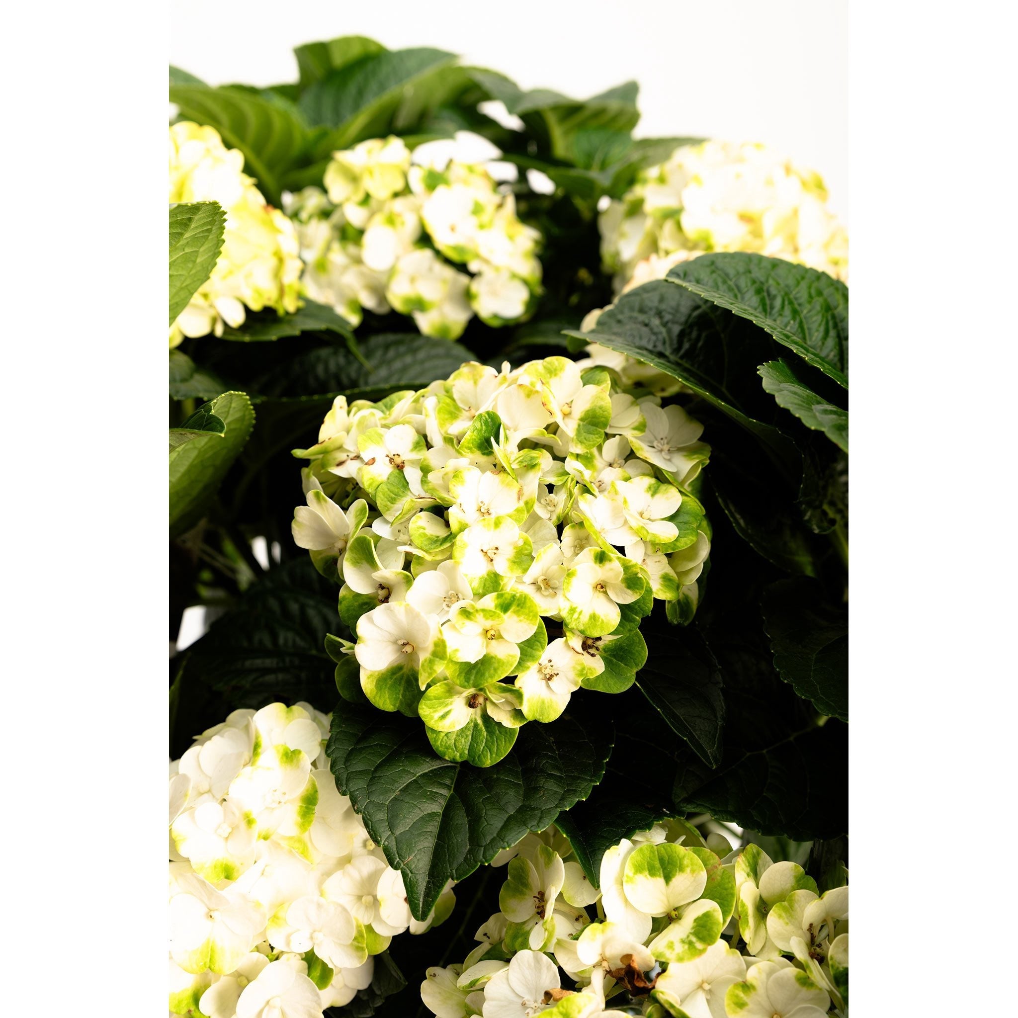 グリンアンドトニック™ 再開花アジサイ