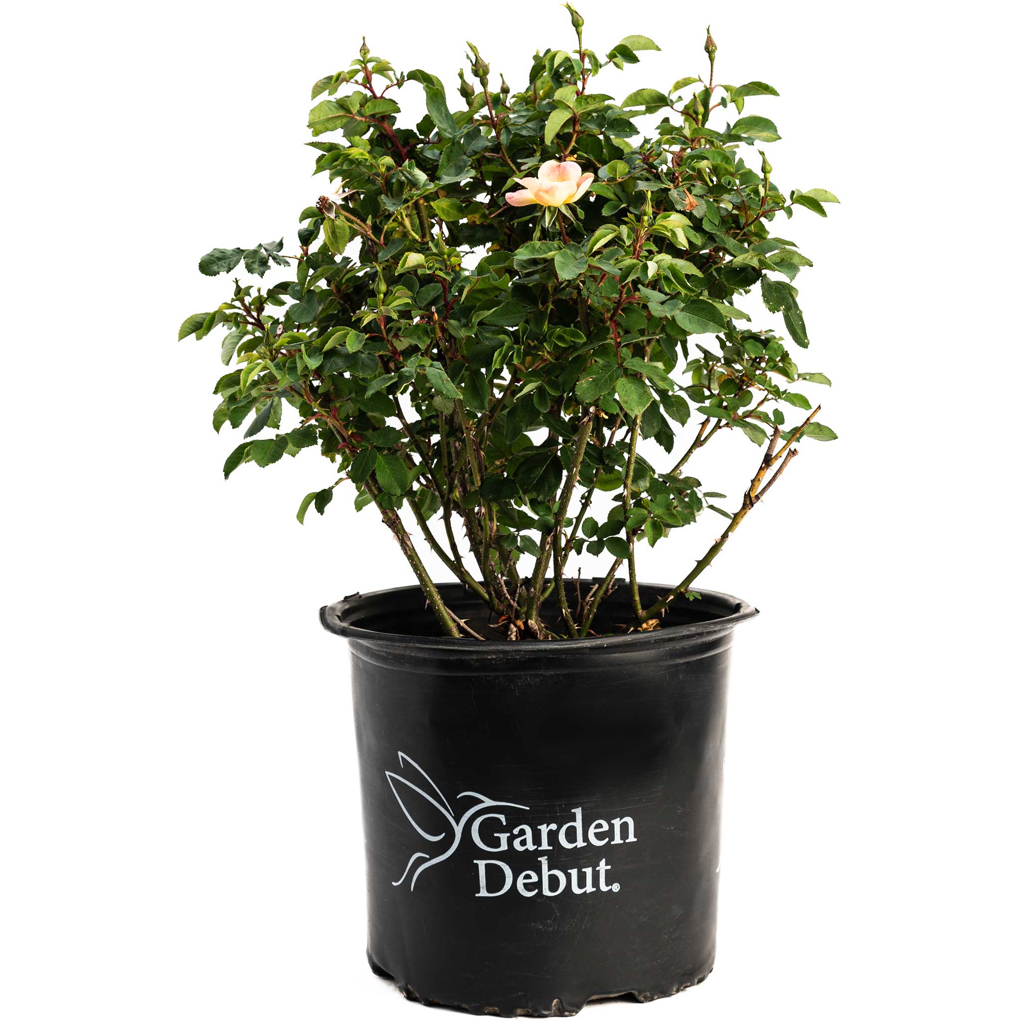 The Champion™ Sunblush Rose
