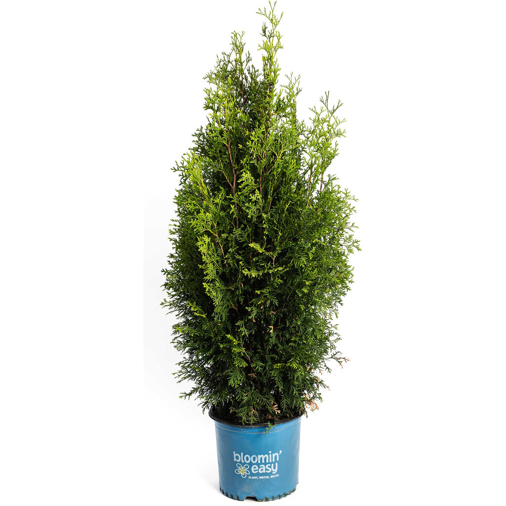 Private Jet™ Arborvitae