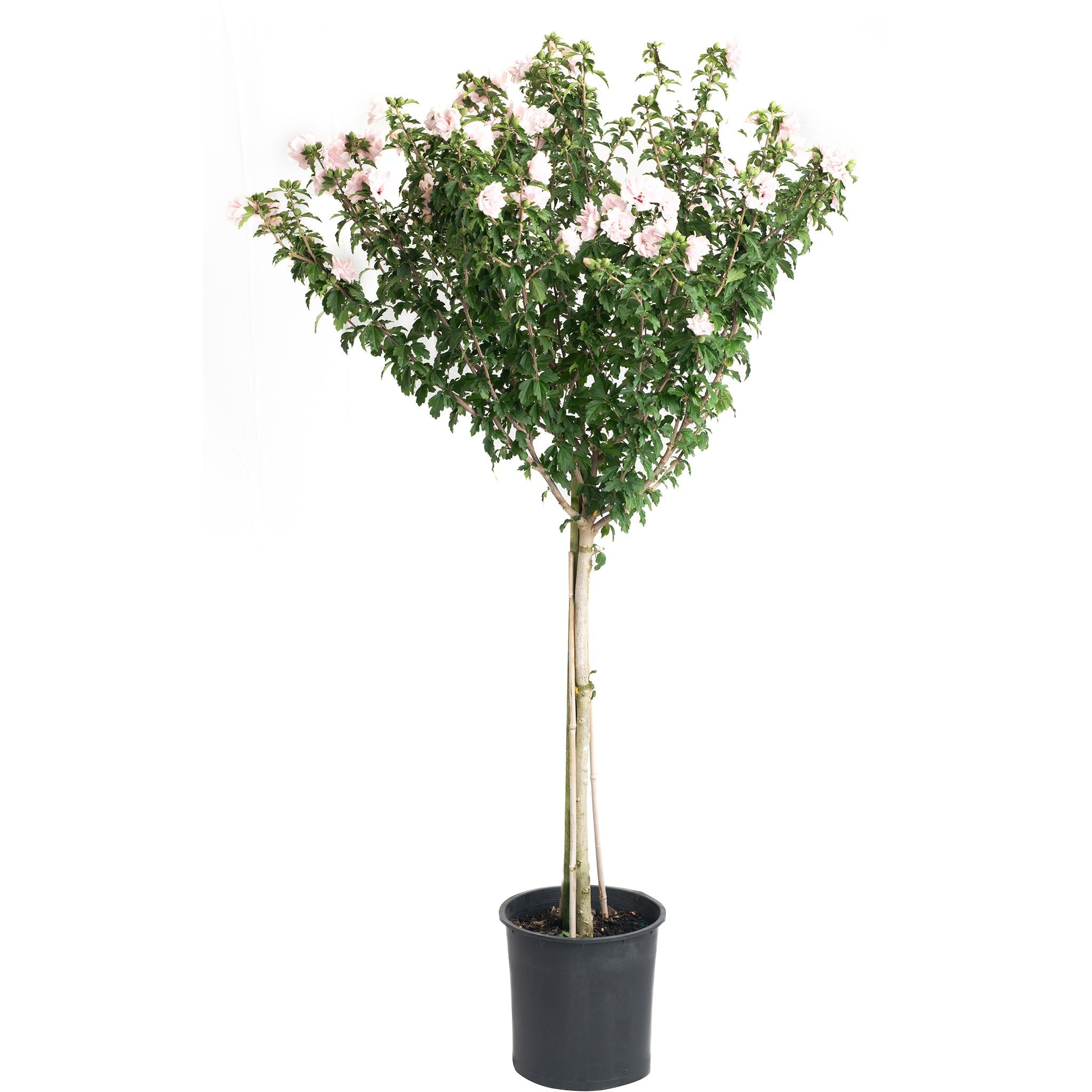 Hibiscus syriacus rose double rose
