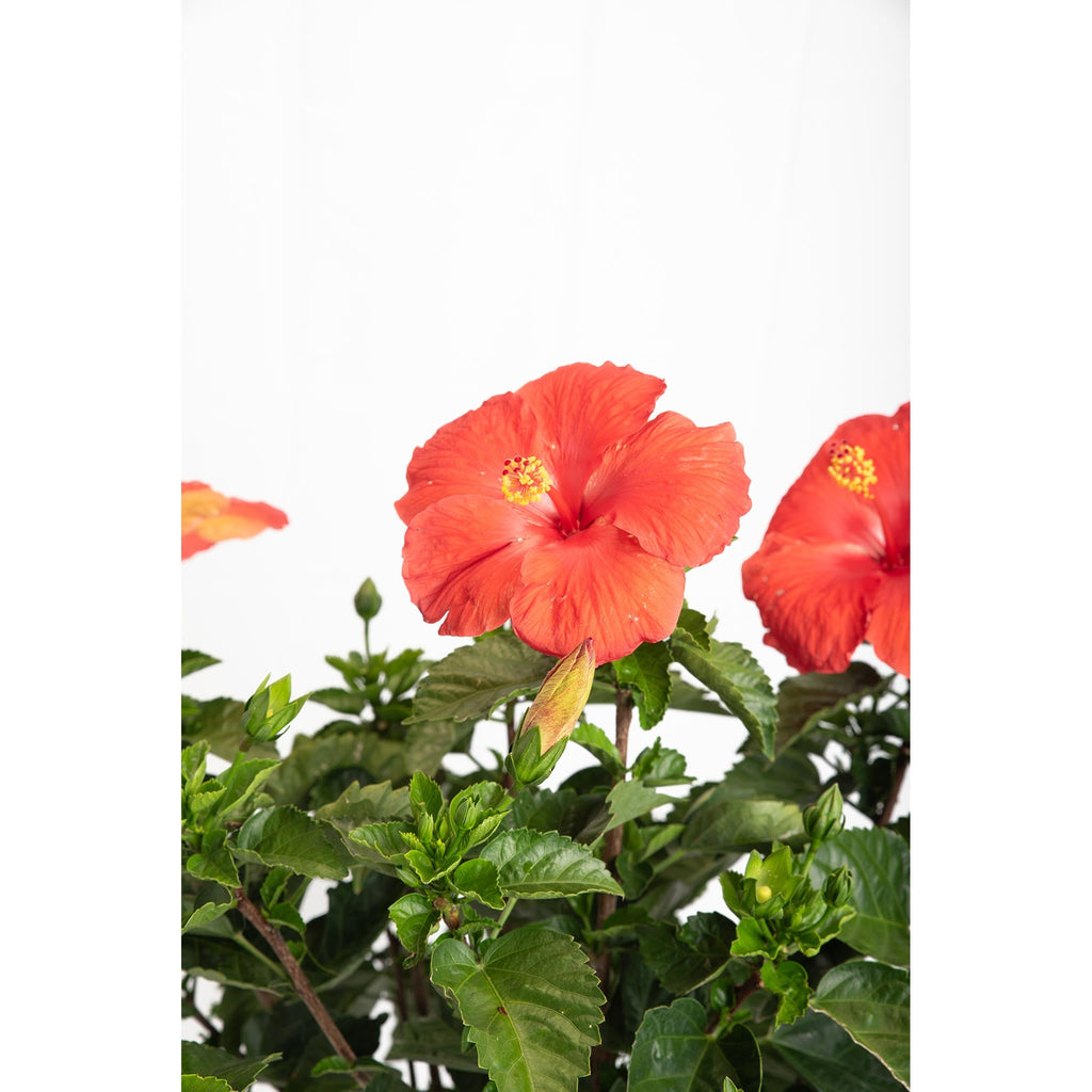 Hibiscus Tree