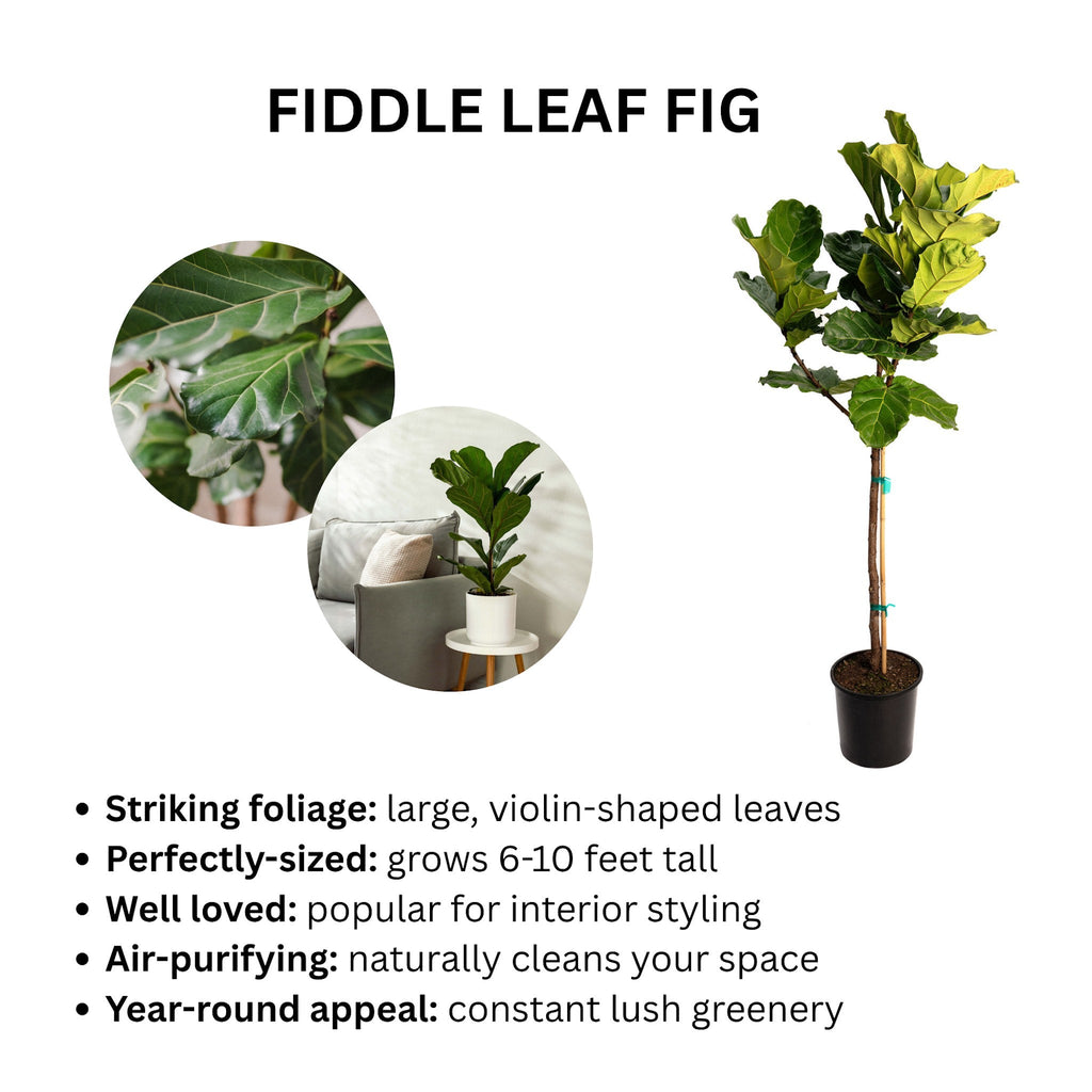 Fiddle Leaf Fig Tree