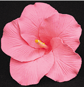 Fleur d'hibiscus - Grand rose - 9 carats