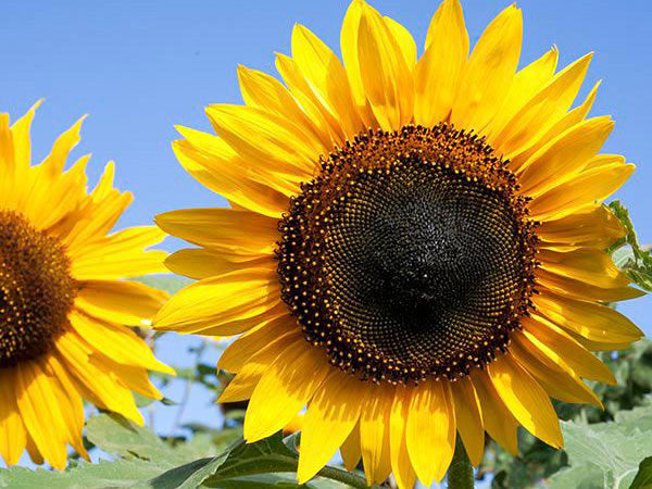 Graines de tournesol commun (Helianthus annuus) – Classiques fleurs dorées pour jardins