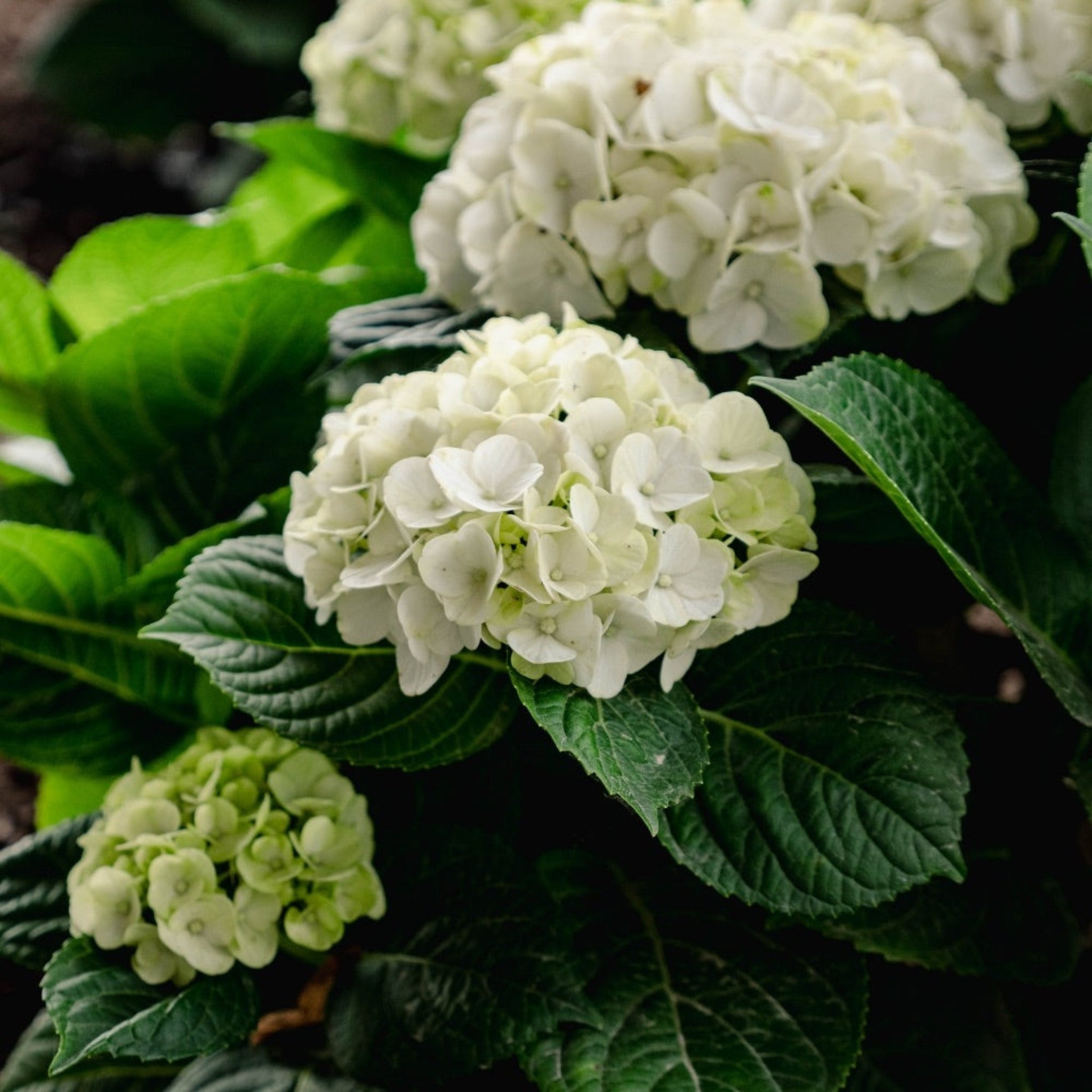 グリンアンドトニック™ 再開花アジサイ