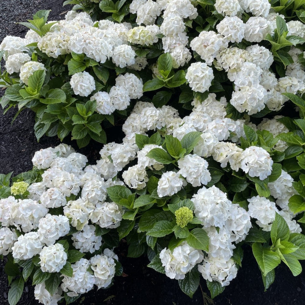 グリンアンドトニック™ 再開花アジサイ