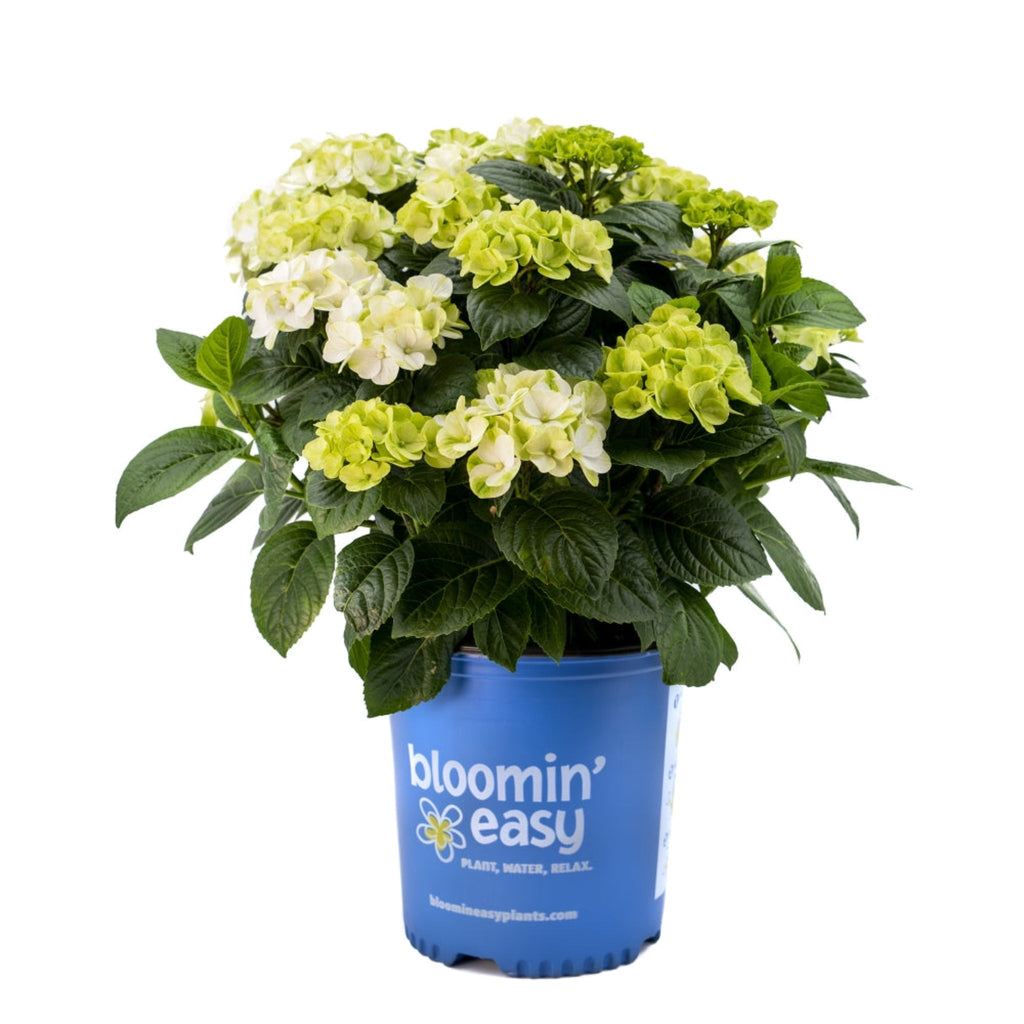 グリンアンドトニック™ 再開花アジサイ
